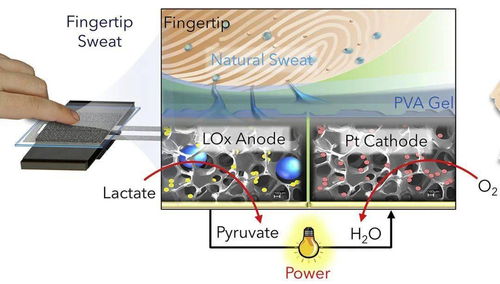 从指尖发电到奶牛导航 揭秘看似无厘头研究的深层价值